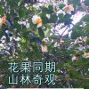 商品图像