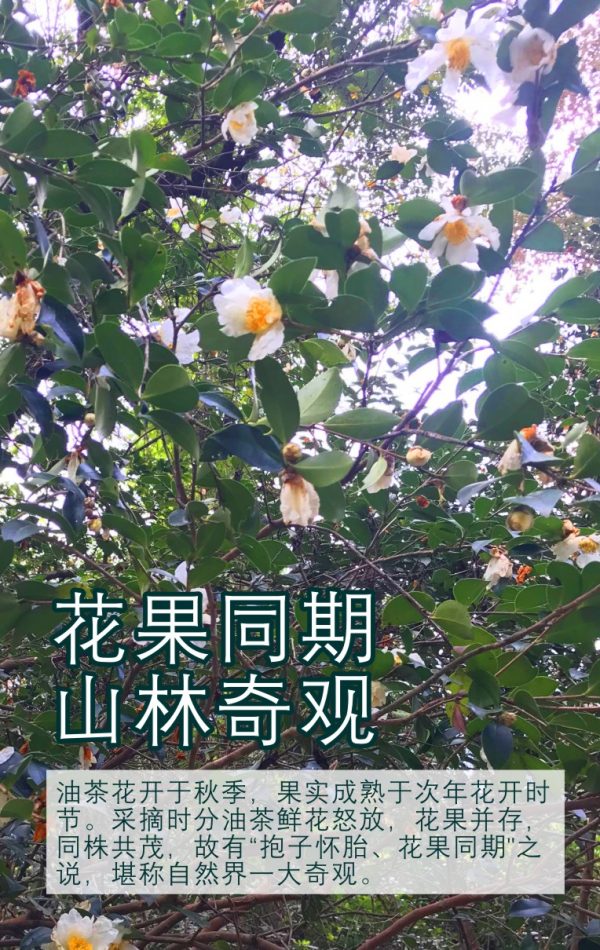 商品图像